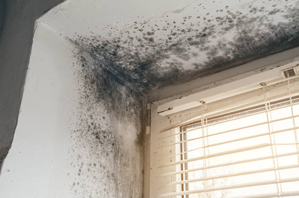 Affordable Basement Mold Remediation solutions in Bennett, NC
