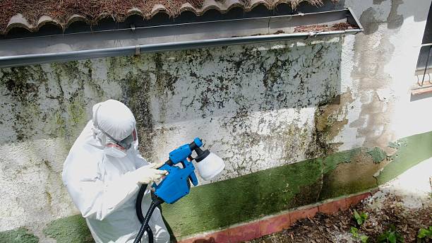 Top rated local Basement Mold Remediation specialists in Bennett, NC